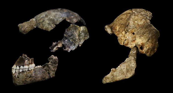    , Homo naledi,  , 