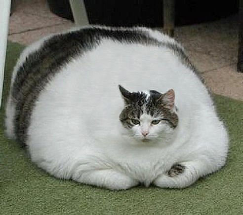 самый жирный кот в мире