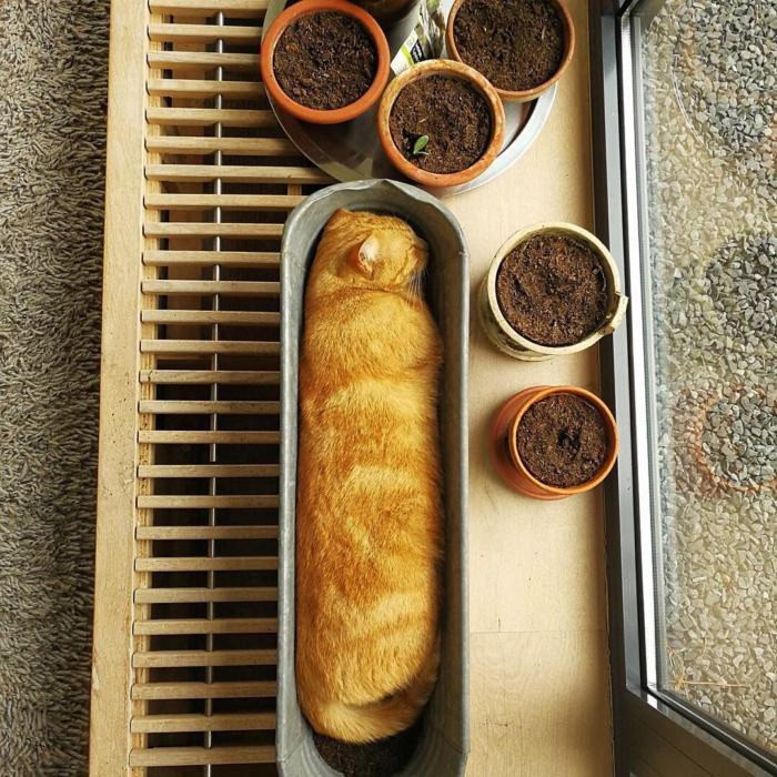 Cat - baguette - cat, 