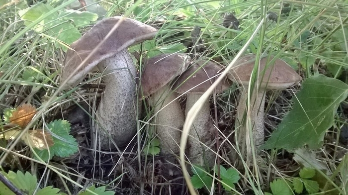 Осенний трофей