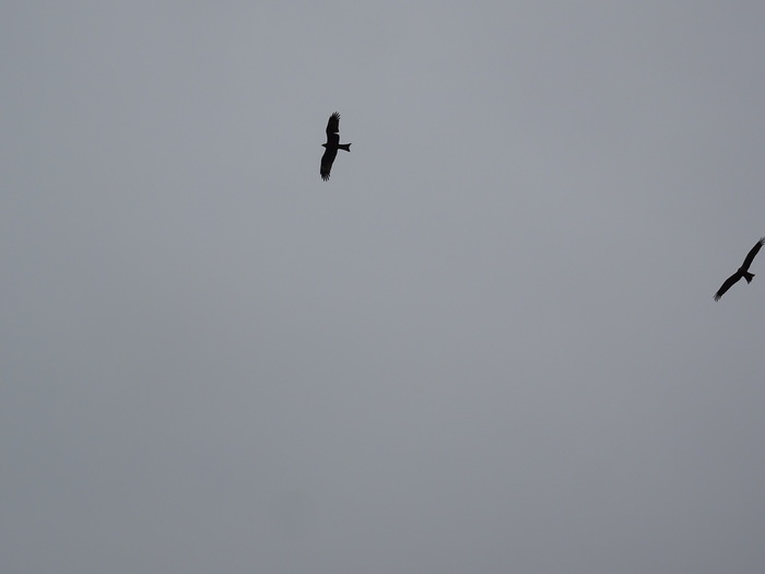 Kites over Novosibirsk - My, The photo, Kite, Nature