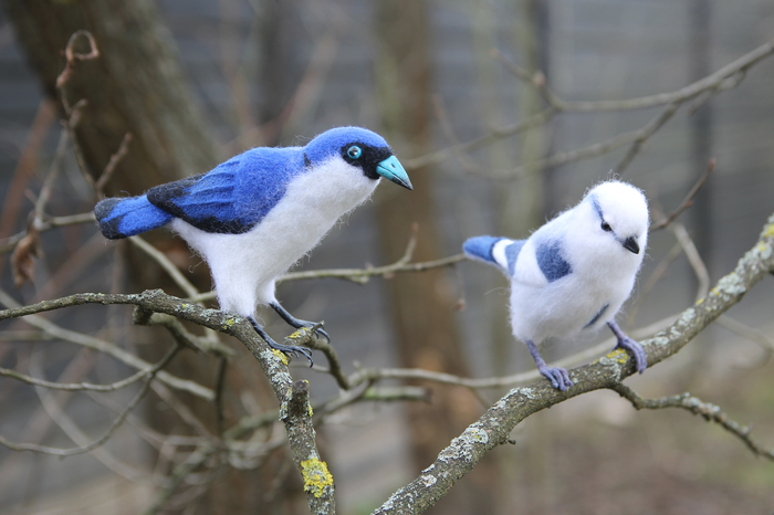 WALLOW. Blue vanga and white tit made of life-size wool. - My, Dry felting, Wallow, Needlework without process, Birds, Handmade, Presents, Needlework, Longpost