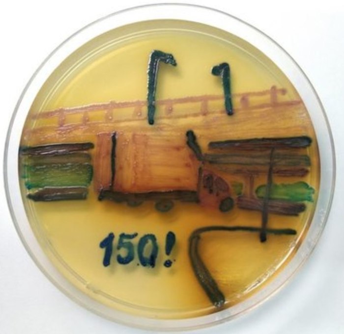 Petersburg scientist grew a painting in a Petri dish in honor of the anniversary - Saint Petersburg, Gazelle, Bridge