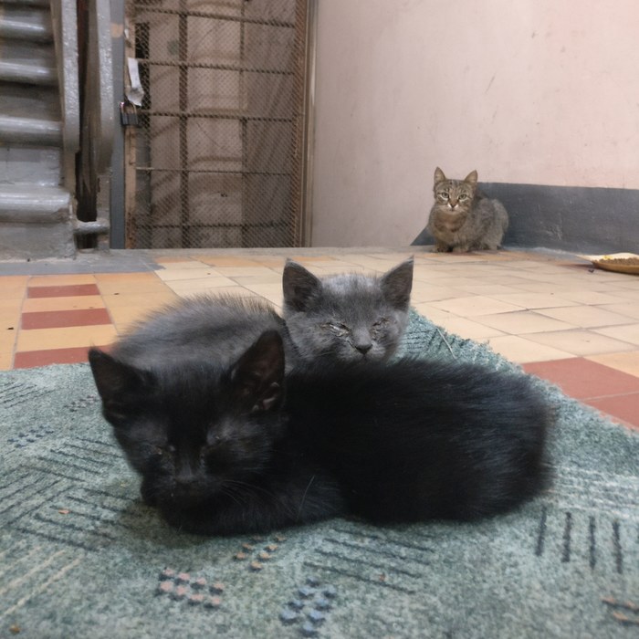 Kittens in good hands! - cat, Moscow, In good hands, Longpost, No rating