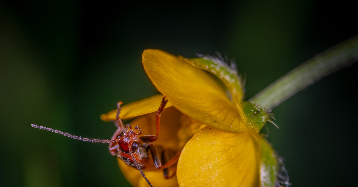 Рыжие букашки. Люцерновая божья коровка. Хрущик лисичка жук. Оранжевое насекомое с крыльями. Пушистые жук хрущик.