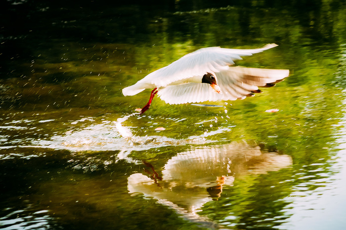 Seagull on the hunt - My, The photo, Birds, Seagulls, River, Water, Nature, , Telephoto lens