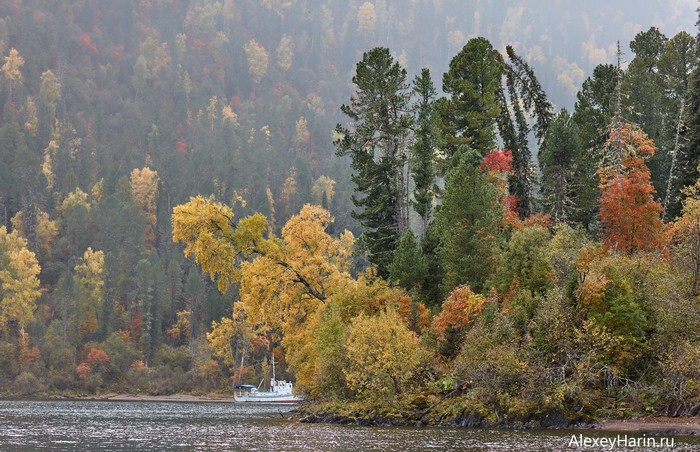 autumn boat - My, Mountain Altai, Autumn, Teletskoe lake, Ship, Autumn leaves, Altai Republic