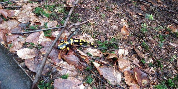 Carpathian animals - My, fire salamander, Slug, Carpathians, Slug