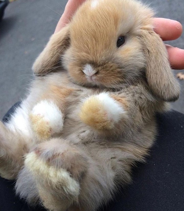 fluffy ball - Milota, Rabbit