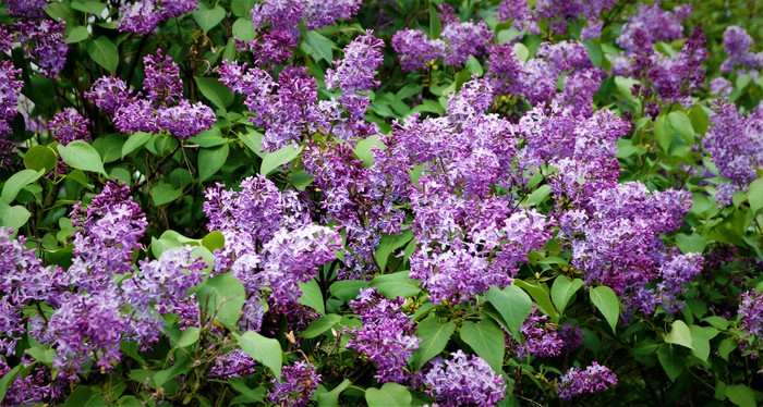 Lilac. - My, Lilac, Garden, May