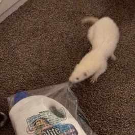 When I decided to help with cleaning, but something went wrong) - Ferret, Cleaning, Work, Assistant, GIF