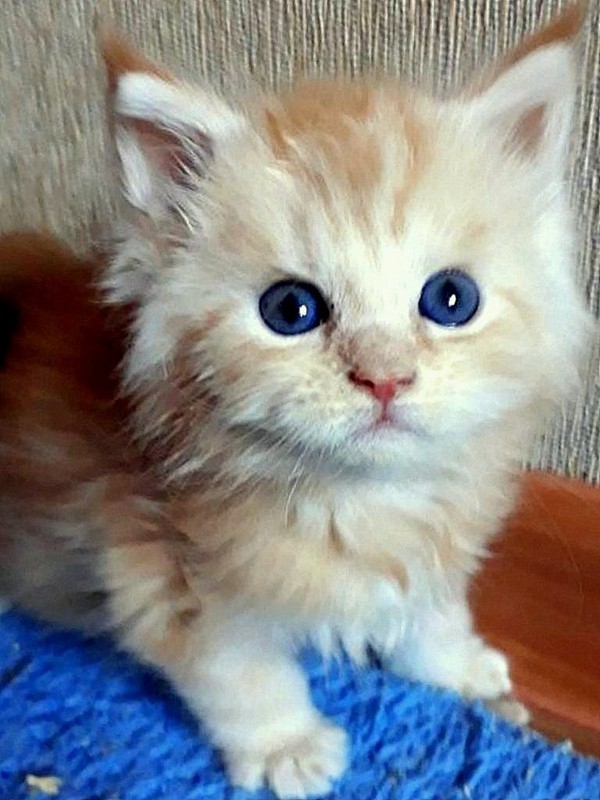 Sweet Blue-eye - My, cat, Blue Eyes