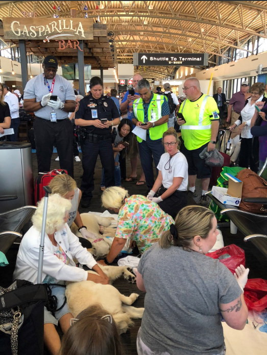 The guide dog of one of the passengers gave birth to 8 puppies right at the airport - Dog, Milota, gave birth, The photo, Guide, Puppies, Longpost, Joy, Childbirth