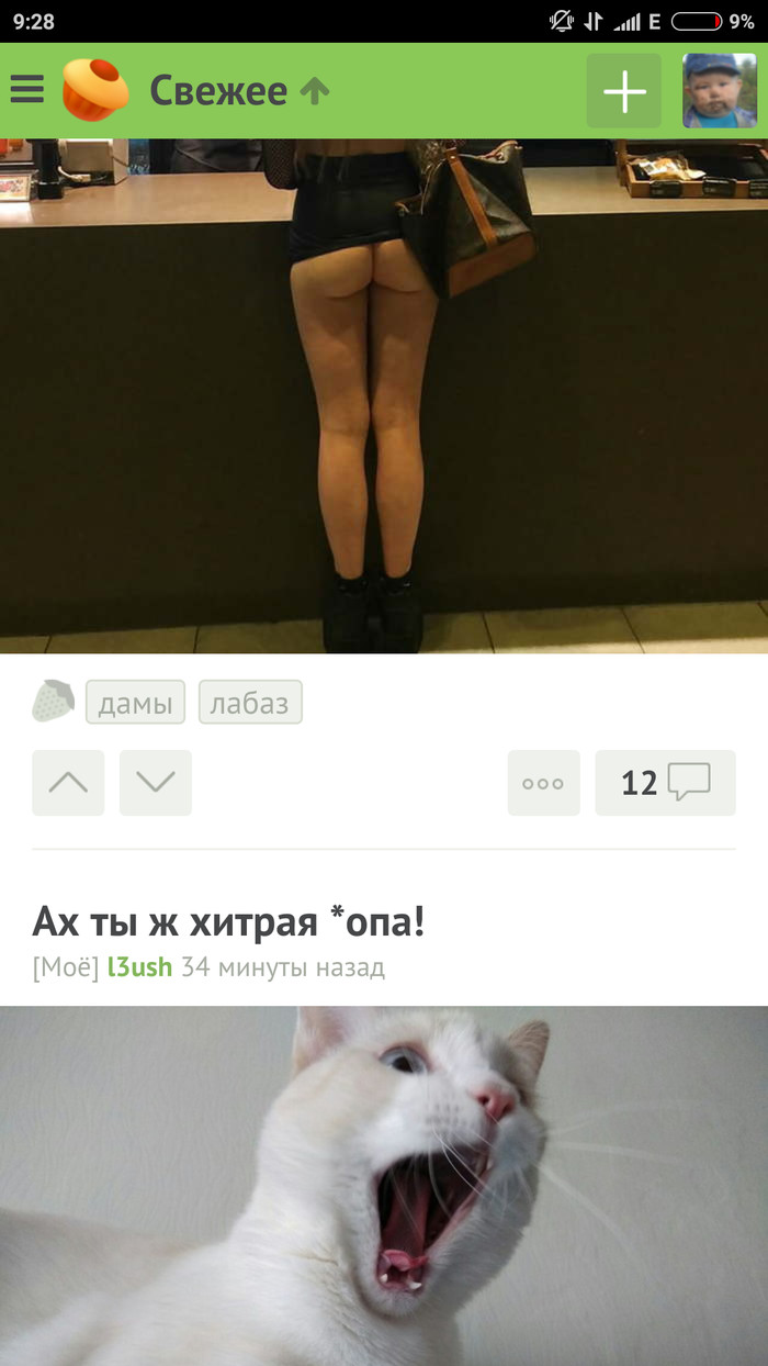 The cat is shocked by such impudence. - NSFW, cat, Booty, Screenshot, Posts on Peekaboo