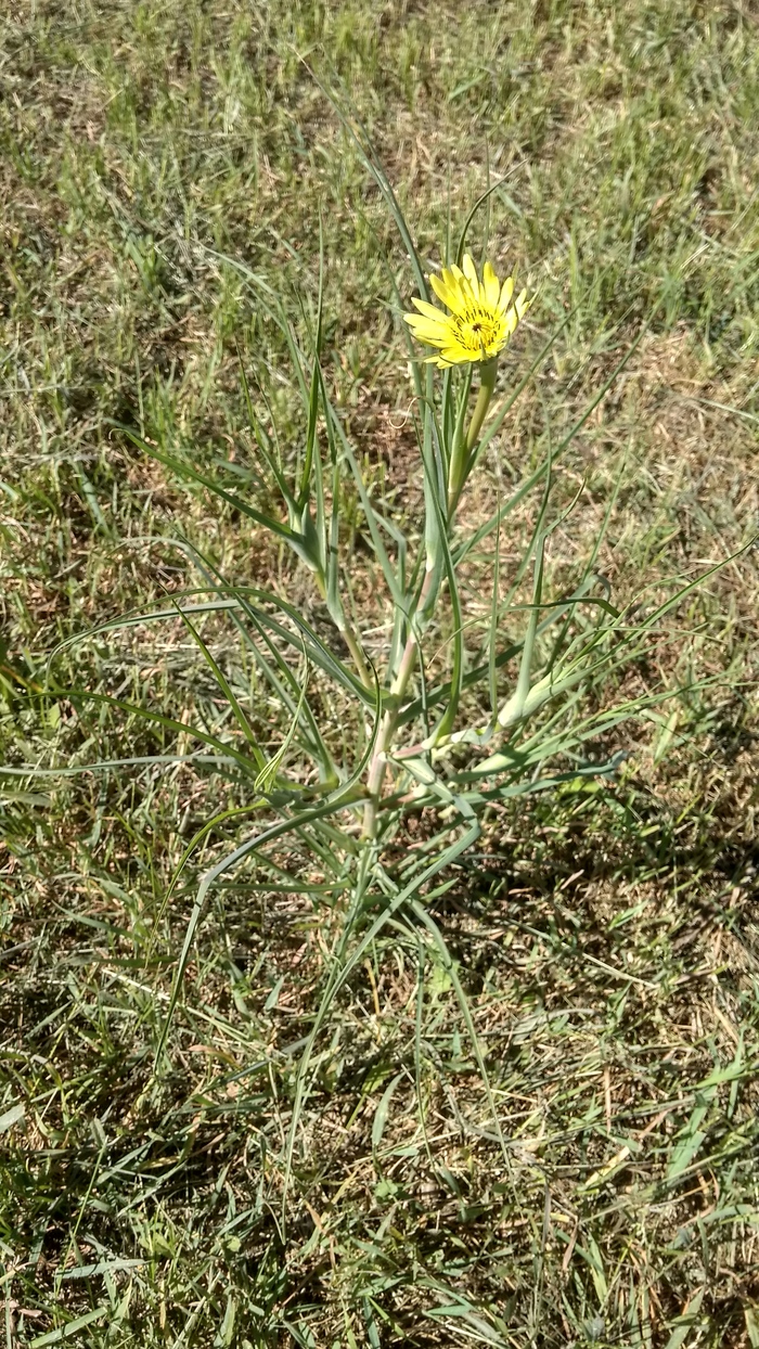 What kind of plant? - Flowers, No rating, Plants, Question, Help