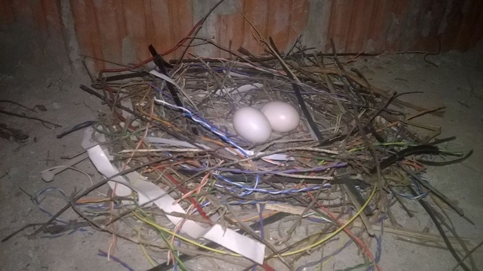 When there are no branches around - My, Pigeon, Nest, Savvy