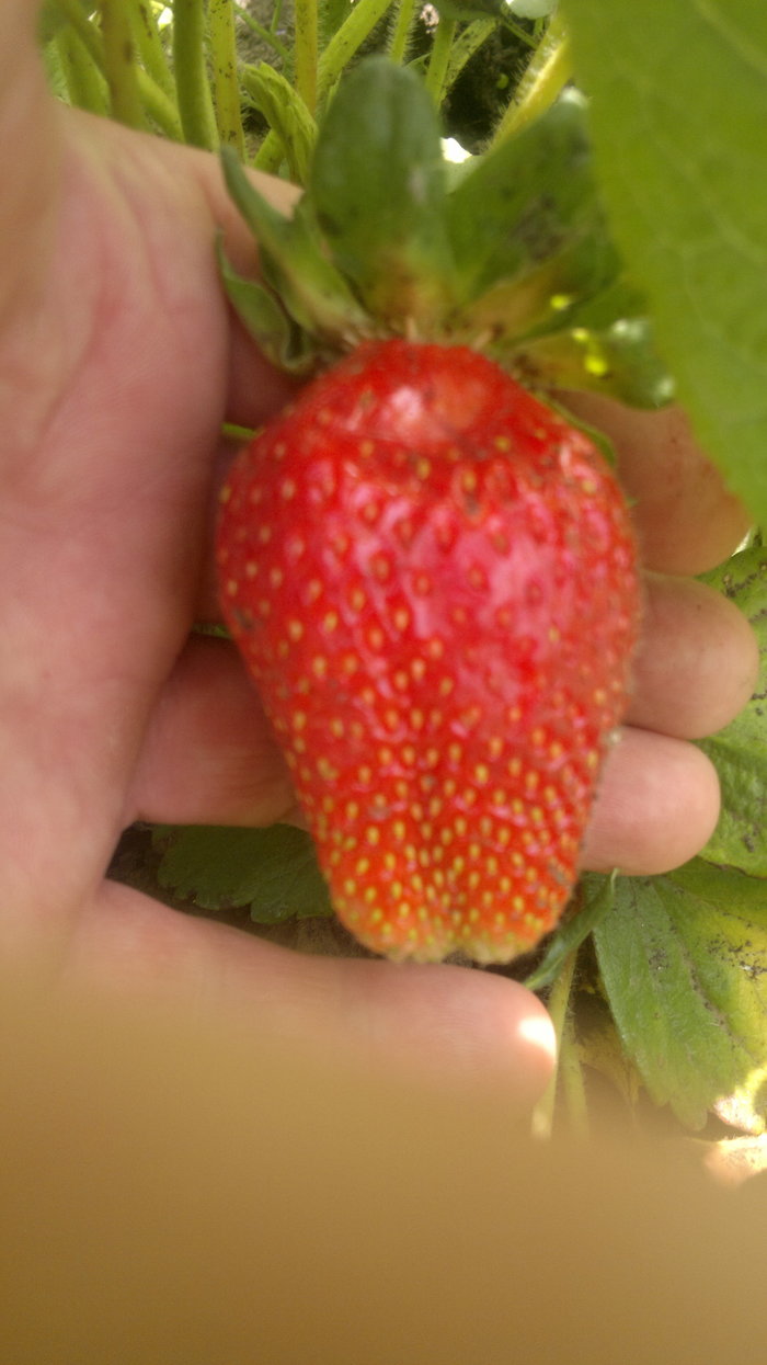 strawberry - Garden, My, Strawberry (plant), Longpost, Strawberry