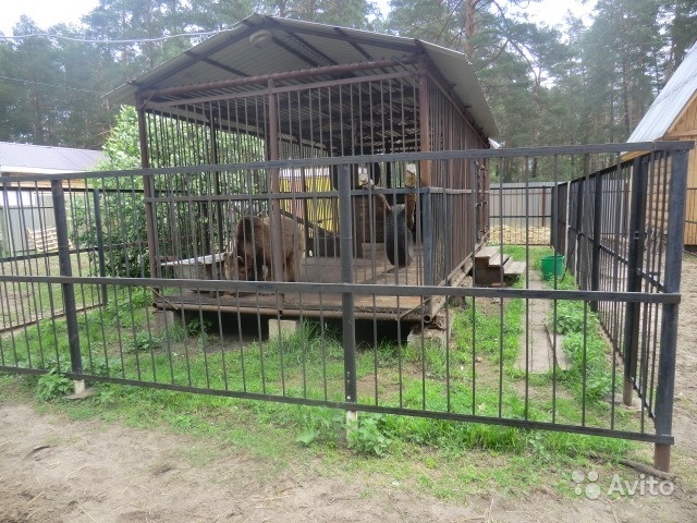 The bear is looking for a home! - My, Help, The strength of the Peekaboo, The Bears, No rating, Longpost, Penza Oblast