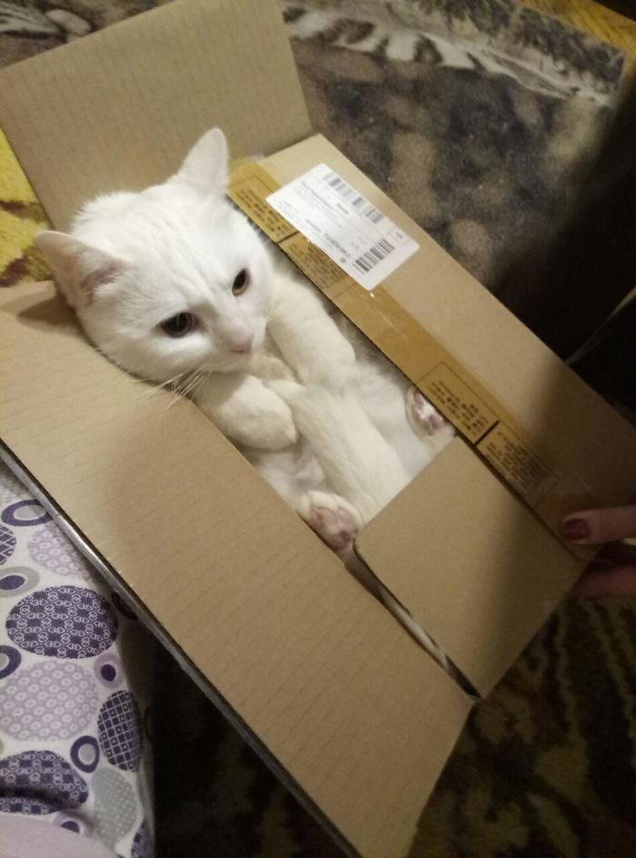 Cat in a box - My, cat, Pets, Pet, Pet