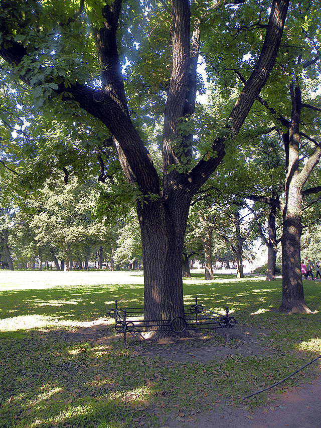 My oak grove - My, Oak, Gardening, Plants, Longpost