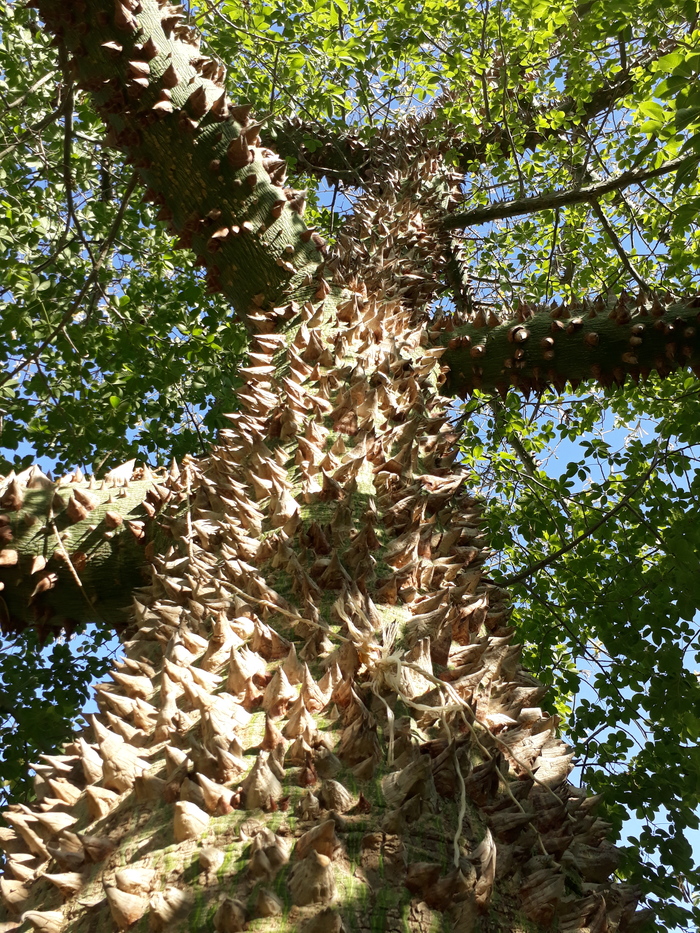 Here is a tree I met in Israel in the middle of tamarisks. - My, Tree, Thorns