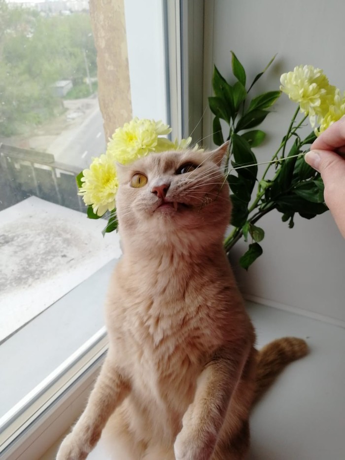 cat satan - My, cat, Flowers, Longpost