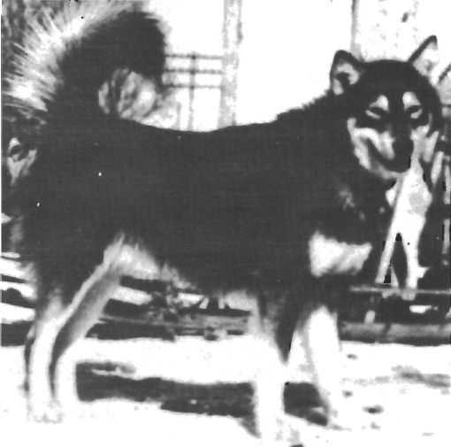 About breeds of dogs. - Dog, Dog sled, Alaskan Malamute, , Dog breeds, Longpost, 