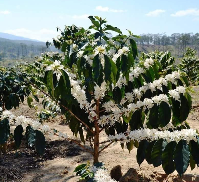 This is how coffee blooms. - Coffee, Flowers, Longpost, Bloom