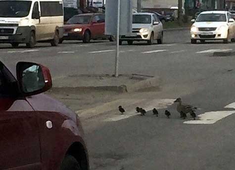 In Chelyabinsk, a duck with ducklings crossed the road, observing traffic rules - Chelyabinsk, duck and universe, Traffic rules