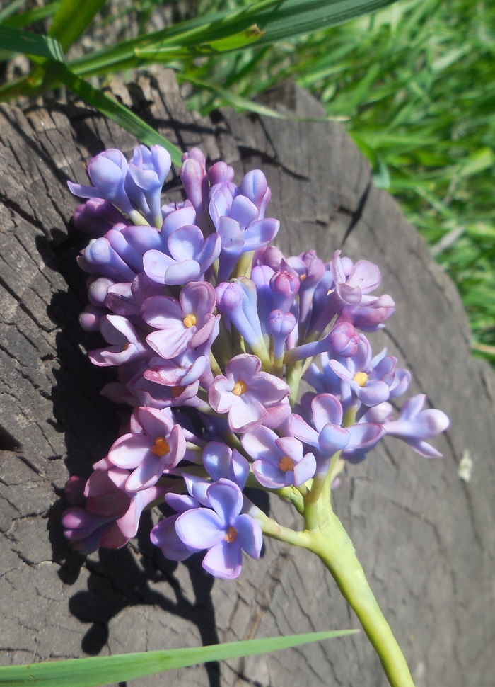 Do-it-yourself lilac sprig from cold porcelain - My, Flowers, Lilac, Cold porcelain, Handmade, Decoration, Needlework without process, Longpost