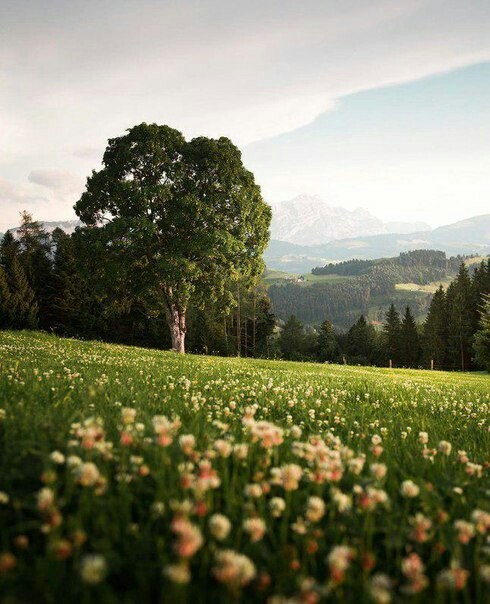 Somewhere in Switzerland - Nature, The mountains, Privacy, Calmness, Longpost