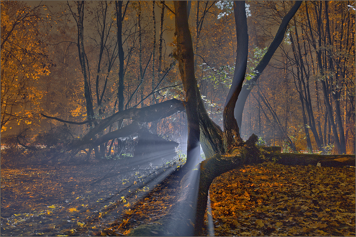 Autumn evening - My, Night, Fog, Autumn, Autumn leaves, , Forest, Beams
