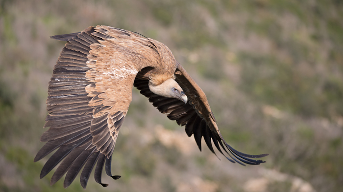 Down - with a swift jack! - My, The photo, Birds, Predator birds, Vulture