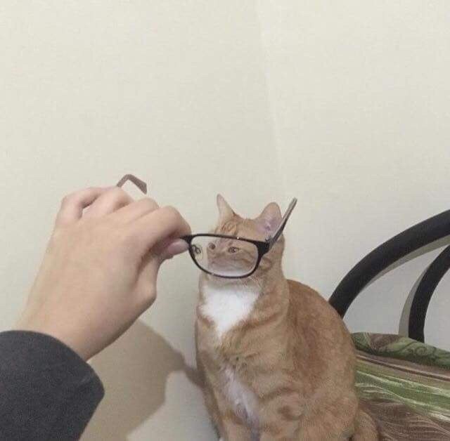 I think I found myself a new hobby: - Images, cat, Longpost, Glasses