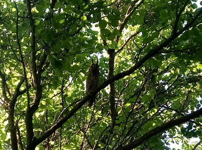 Neighbours - My, Birds, , Longpost, Owl, Owls, The photo