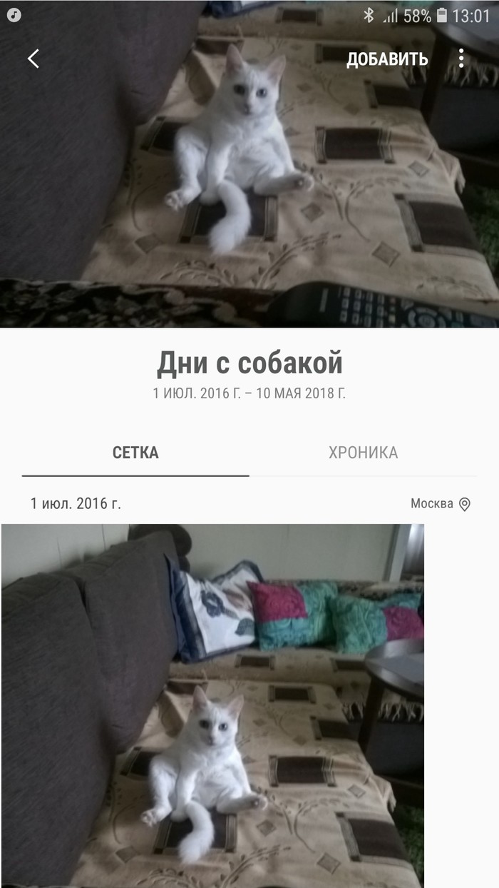 Days with a dog! - My, Pets, Kotopes, Dog, Samsung, cat