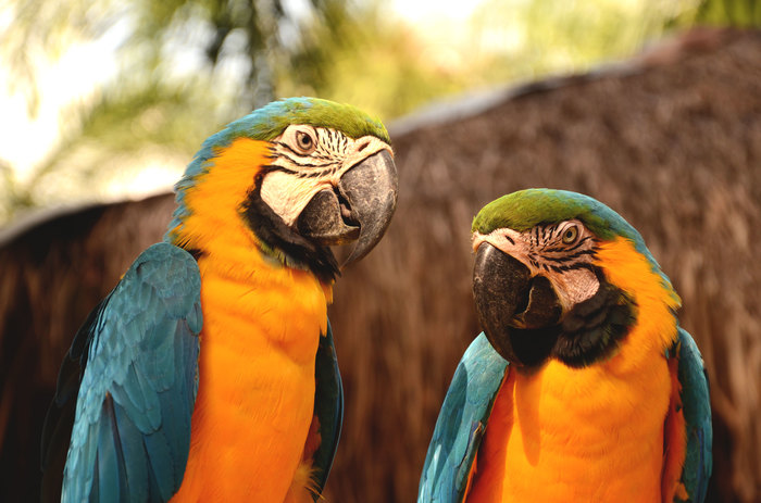 Macaws - Macaw parrots, A parrot, My, The photo, Birds