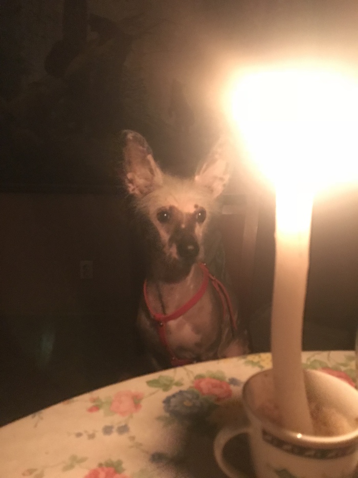 My version of a cat (dog) by a lamp (candle) - My, Dog, Animals, Chinese Crested