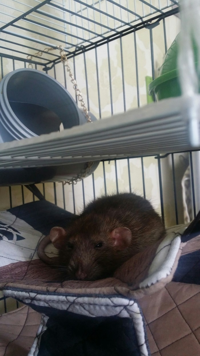 Sleepy Rat - Butterscotch - Decorative rats, My, Pets, Longpost, Pet, Rat