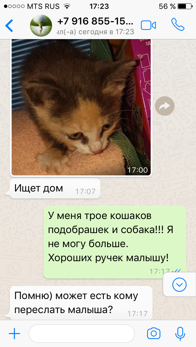 The baby is looking for a home. Moscow, Moscow region. - My, cat, Looking for a home, Moscow, No rating, Longpost, Help, Fryazino, Schelkovo, In good hands