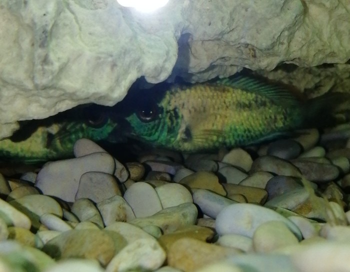 What do Nannakars do? - Aquarium, Aquarium, Aquarium fish, Help, No rating, Text