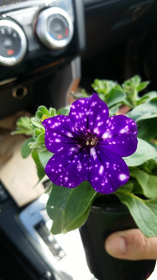 My mom bought this flower, it looks like it's photoshopped. - beauty, Flowers, Without processing, Pots