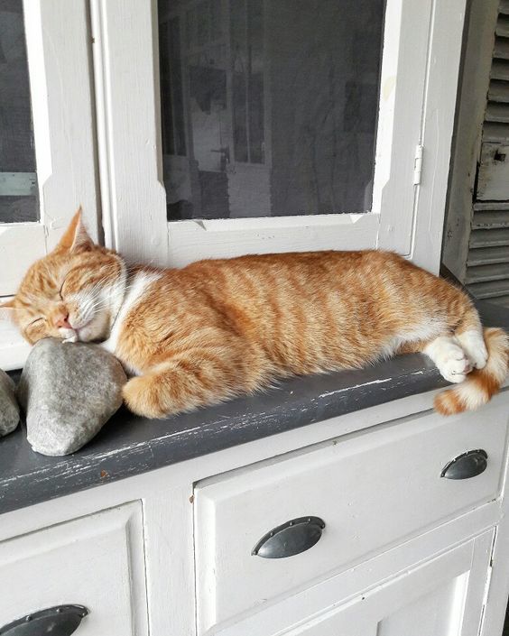 Very comfortably ) - , cat, Convenience, A rock, Pillow, The photo, Redheads