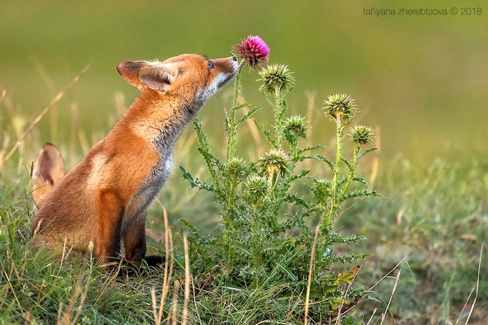 Crimean foxes =) - Fox, Crimea, Longpost, The photo, Animals, Fox cubs