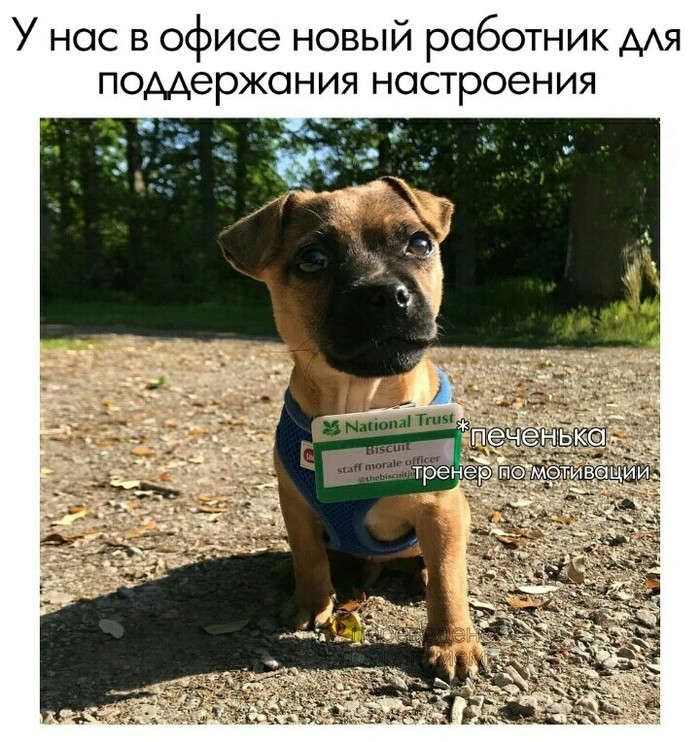 A little cute - Dog, Work, Picture with text, Milota
