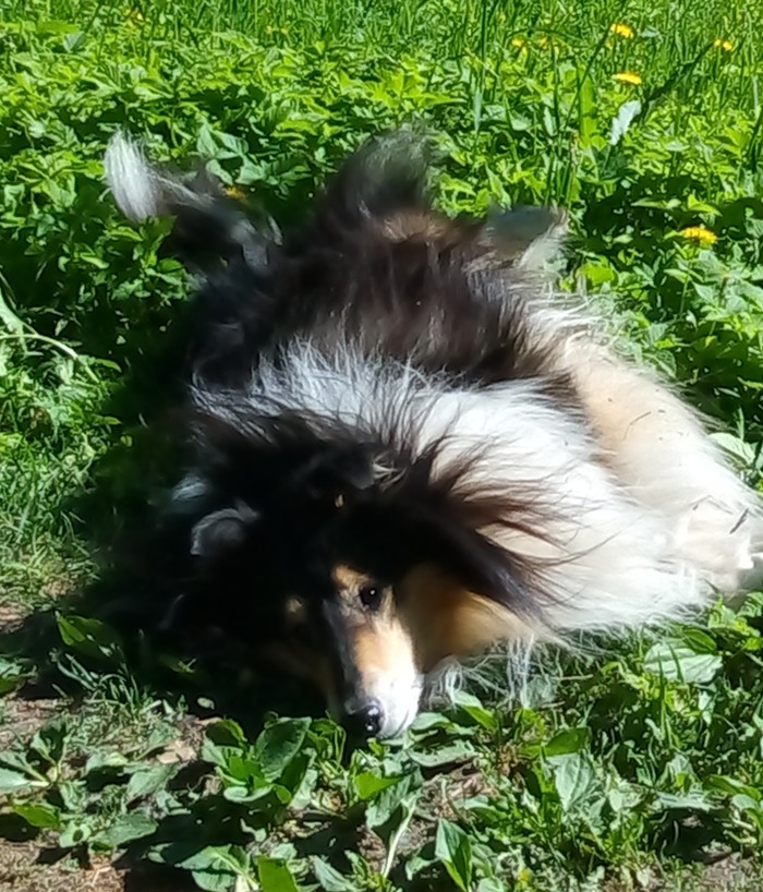 my favorite noses - My, Collie, Dog, Pets, Longpost