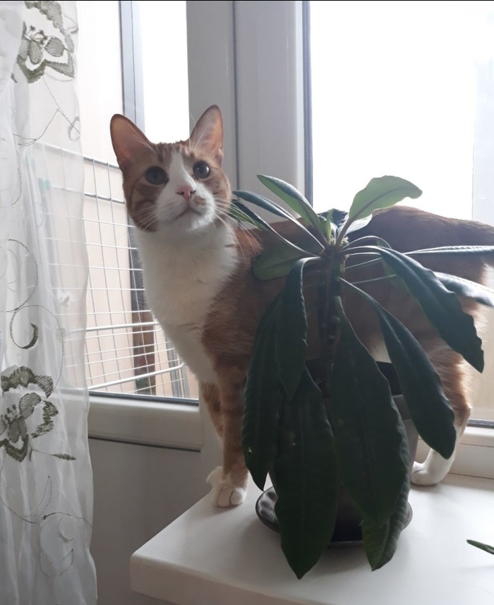 Adult cat is looking for a home! Rostov-on-Don - My, Helping animals, cat, No rating