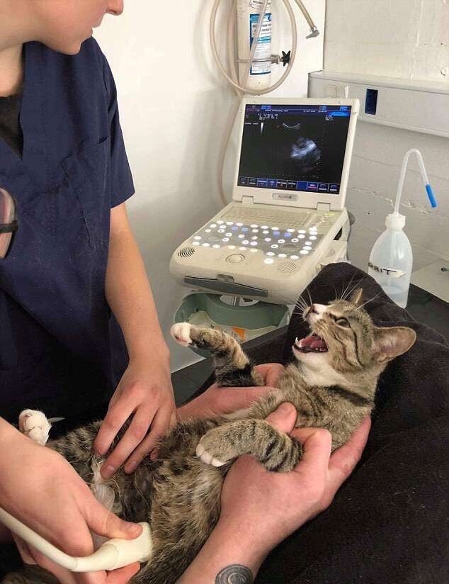 When the cat found out she was pregnant - cat, Ultrasound, Pregnancy, Astonishment, Longpost, Emotions