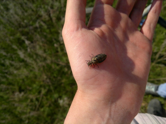 beetle tank top - My, Жуки, , Video, Longpost