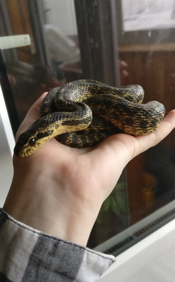 Láska k hadům je nakažlivá a člověka rychle ovlivní. Domácí mazlíčci, Zoo, Had, Dlouhý Post